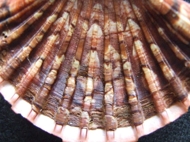 Pecten excavatus